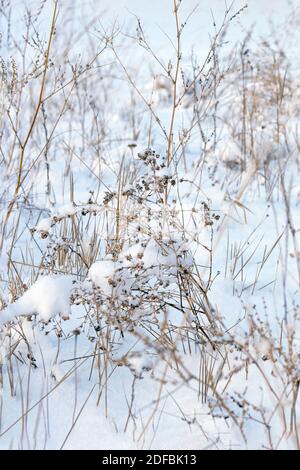 Gelb ausgetrocknete Feldpflanzen auf weißem Schnee, Gras unter Schnee. Stockfoto