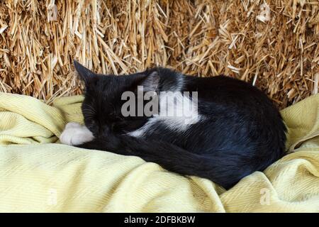 Schwarz-weißes Kätzchen schläft auf einem Strohstapel. Stockfoto