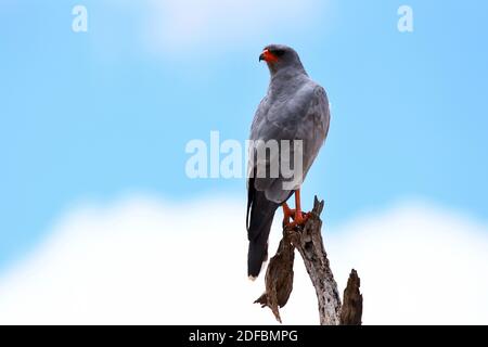 Ein südlichter Goshawk (Melierax Canorus), der auf einem Baumstumpf im Erindi Game Reserve, Erongo, Namibia, gesungen hat. Stockfoto