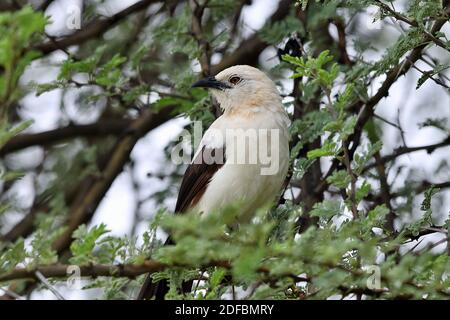 Ein südlicher Rattenschwanger (Turdoides bicolor), der auf einem Zweig eines Dornbaums im Erindi Wildreservat, Erongo, Namibia, thront Stockfoto