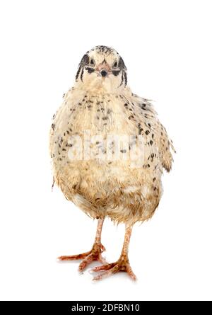 japanische Wachtel vor weißem Hintergrund Stockfoto