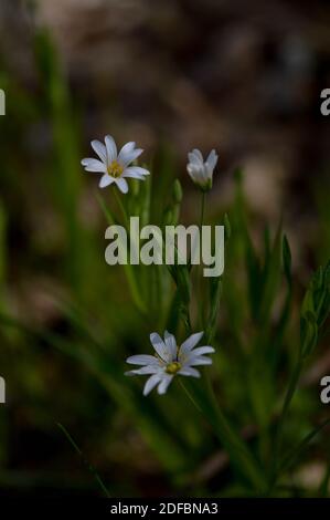 Rabelera Großstich Würze, kleine weiße Wildblume in der Natur, aus der Nähe. Vertikale Blume Foto. Stockfoto