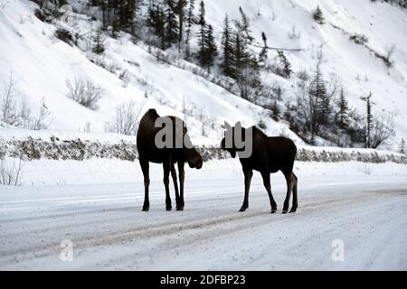 Silhouette von zwei Elchen (Alces alces), die im Winter auf der eisigen, verschneiten Straße stehen, Jasper National Park, Alberta, Kanada Stockfoto