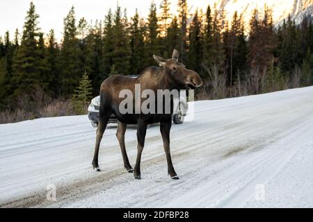 Nahaufnahme eines Elches (Alces alces) überquert die eisige, verschneite Straße mit einem Auto im Hintergrund Stockfoto