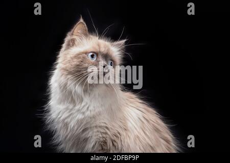 Schönes Porträt einer blauäugigen Ragdoll Katze. Stockfoto