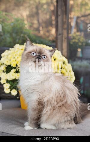 Schöne Ragdoll Katze sitzt vor gelben Blumen. Stockfoto