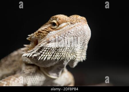 Detailaufnahme der Bartstruktur eines bärtigen Drachen. Stockfoto