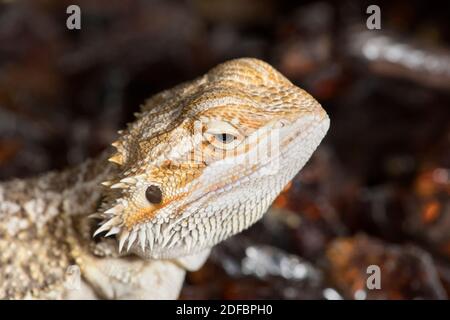 Detail-Makroaufnahme eines bärtigen Drachen. Stockfoto