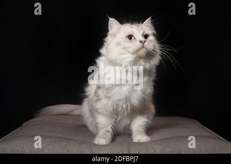 Schöne reinrassige weiße und goldene Spitze Ragamuffin Katze, sitzen und schauen nach oben. Stockfoto