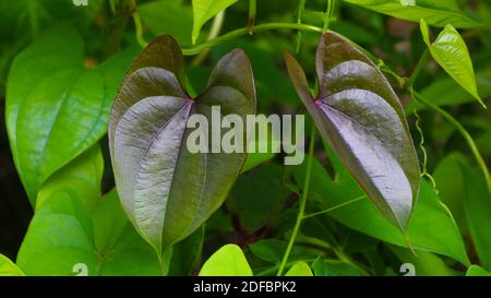 Schöne Baum Potato Blätter. Der Name der Dioscorea alata, Dioscoreaceae (mati alu pata), lila Yam, größere Yam, Guyana Pfeilwurzel, zehn Monate Yam, w Stockfoto