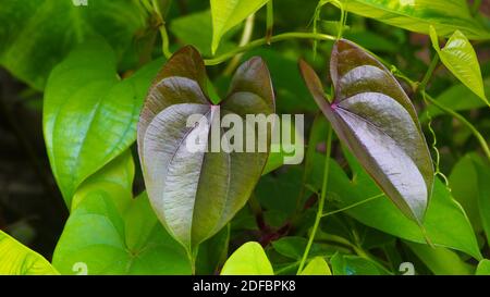 Schöne Baum Potato Blätter. Der Name der Dioscorea alata, Dioscoreaceae (mati alu pata), lila Yam, größere Yam, Guyana Pfeilwurzel, zehn Monate Yam, w Stockfoto