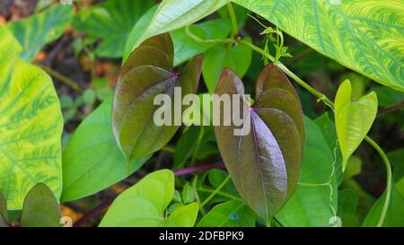 Schöne Baum Potato Blätter. Der Name der Dioscorea alata, Dioscoreaceae (mati alu pata), lila Yam, größere Yam, Guyana Pfeilwurzel, zehn Monate Yam, w Stockfoto