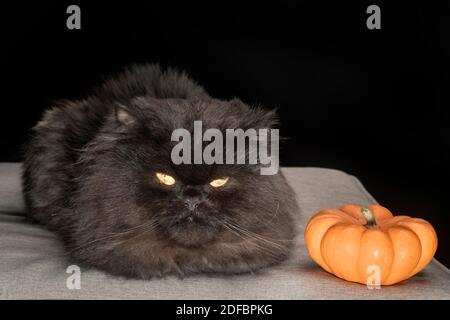 Schwarze perserkatze, die mit den Füßen versteckt sitzt und mit einem kleinen orangefarbenen Kürbis posiert. Stockfoto