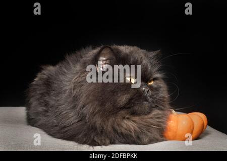 Schwarze perserkatze, die mit den Füßen versteckt sitzt und mit einem kleinen orangefarbenen Kürbis posiert. Stockfoto