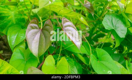 Schöne Baum Potato Blätter. Der Name der Dioscorea alata, Dioscoreaceae (mati alu pata), lila Yam, größere Yam, Guyana Pfeilwurzel, zehn Monate Yam, w Stockfoto