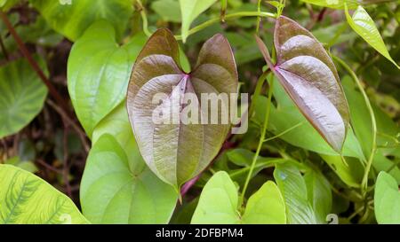 Schöne Baum Potato Blätter. Der Name der Dioscorea alata, Dioscoreaceae (mati alu pata), lila Yam, größere Yam, Guyana Pfeilwurzel, zehn Monate Yam, w Stockfoto