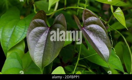 Schöne lila Baum Potato Blätter. Der Name von Dioscorea alata, Dioscoreaceae (mati alu pata), lila Yam, Greater Yam, Guyana Pfeilwurzel, zehn Monate Stockfoto