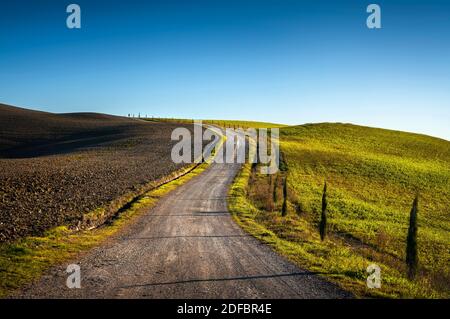 Monteroni d'Arbia, Route der Via francigena. Bergauf Straße, Feld und Bäume. Siena, Toskana. Italien, Europa. Stockfoto