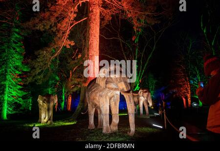 Festliche Lichter erleuchten die Elefanten-Skulpturen entlang des Winter Light Trail im Waddesdon Manor in Aylesbury, Buckinghamshire. Die jährliche Weihnachtsveranstaltung wurde in diesem Jahr angepasst und nach draußen verlegt, um Besuchern ein sicheres Erlebnis zu ermöglichen. Stockfoto