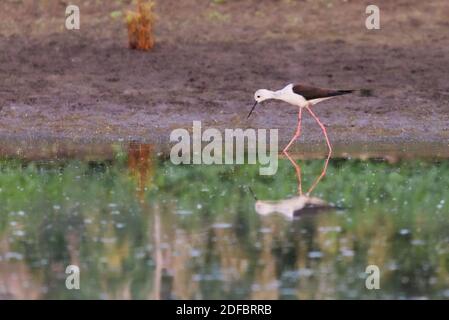 Schwarzflügelige Stit Fütterung auf Augenhöhe in natürlichen Teich. Stockfoto