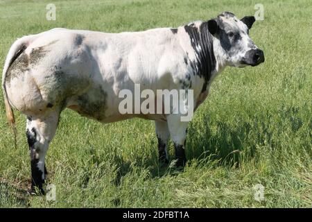 Eine weiße und schwarze Charolais Rindfleisch Kühe grasen in einer grünen Wiese Blick neugierig auf die Kamera. Stockfoto