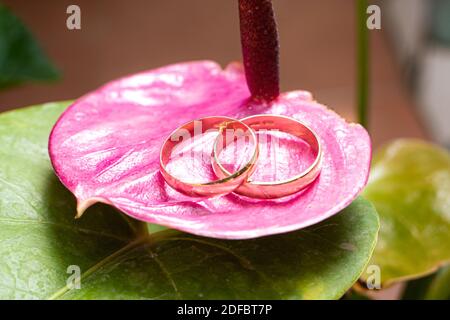 Eheringe der Braut und des Bräutigams auf einer schönen rosa Blume am Hochzeitstag. Hochzeitstraditionen Stockfoto