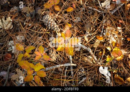 Land im Herbstwald: Zapfen, Nadeln, vergilbte Blätter. Stockfoto