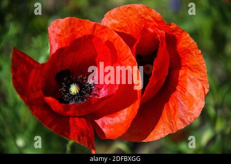 Die leuchtend roten Sonne des in Mitteleuropa wilden Klatschmohns, Papaver rhoeas, blühen ab Ende Mai und kennzeichnen den Beginn des Frühsommers Stockfoto