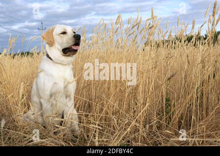 Labrador junger Hund, der in der Morgensonne im Weizenfeld sitzt Leicht Stockfoto