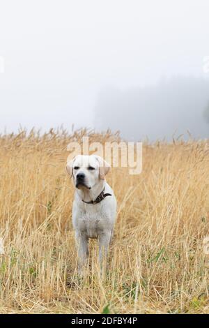 Nahaufnahme von aufmerksamen jungen Labrador Hund auf der Suche nach etwas mit Seine Augen im feuchten Roggenweizenfeld Stockfoto