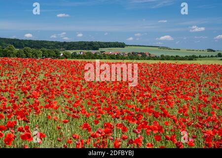 Die leuchtend roten Sonne des in Mitteleuropa wilden Klatschmohns, Papaver rhoeas, blühen ab Ende Mai und kennzeichnen den Beginn des Frühsommers Stockfoto