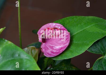 Eheringe der Braut und des Bräutigams auf einer schönen rosa Blume am Hochzeitstag. Hochzeitstraditionen Stockfoto
