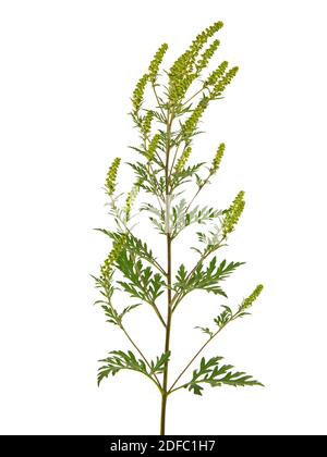 Blühende Pflanze des gemeinen Ragweed, isoliert auf weiß, Ambrosia artemisiifolia Stockfoto