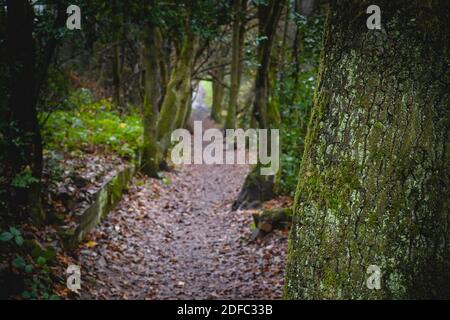 Pfad durch einen dunklen, bewaldeten Park mit Blättern auf dem Boden und grünen moosbedeckten Bäumen auf beiden Seiten des Weges Stockfoto