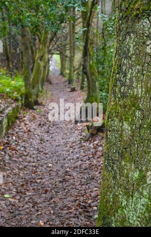 Weg durch einen bewaldeten Park, Großbritannien, mit Blättern auf dem Boden und grünen moosbedeckten Bäumen zu beiden Seiten des Weges Stockfoto
