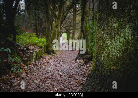 Pfad durch einen dunklen, bewaldeten Park mit Blättern auf dem Boden und grünen moosbedeckten Bäumen auf beiden Seiten des Weges. Stockfoto