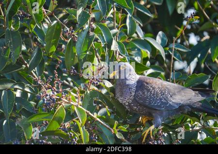 Bunte Rameron oder Oliventaube auf einem Holunderbaum thront Und Fütterung Stockfoto