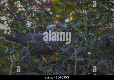 Bunte Rameron oder Oliventaube auf einem Holunderbaum thront Und Fütterung Stockfoto