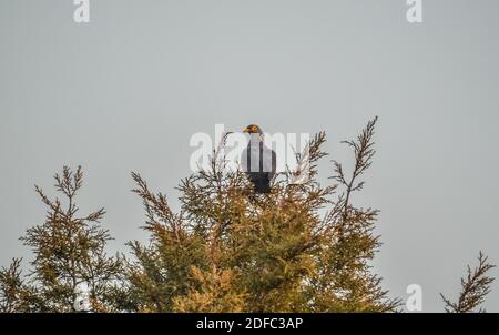 Bunte Rameron oder Oliventaube auf einem Holunderbaum thront Und Fütterung Stockfoto