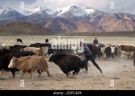 Tadschikistan, Provinz Gbao, ein Mann läuft im Dorf Bulunkul den Yaks hinterher Stockfoto