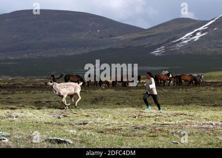 Mongolei, nomadische Rentierhirten, Frau, die Rentiere nachläuft, Tsaatan Dukha Stockfoto