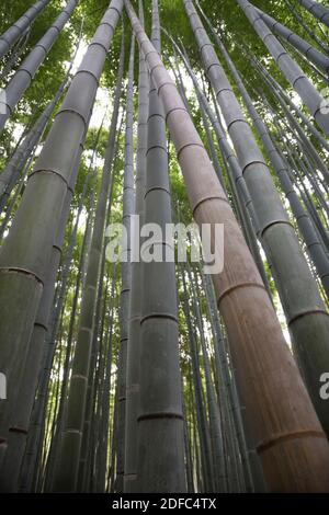 Japan, der Sagano Bambuswald liegt in Arashiyama, einem Bezirk am westlichen Stadtrand von Kyoto Stockfoto