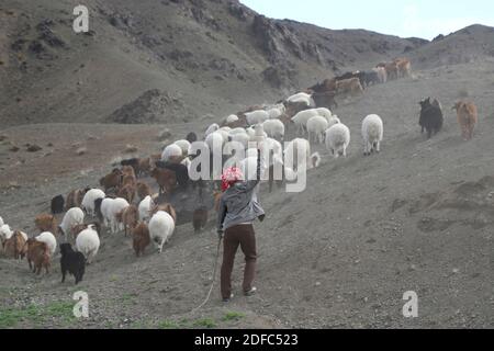 Mongolei, Hirte mitten im Nirgendwo mit Tieren Stockfoto