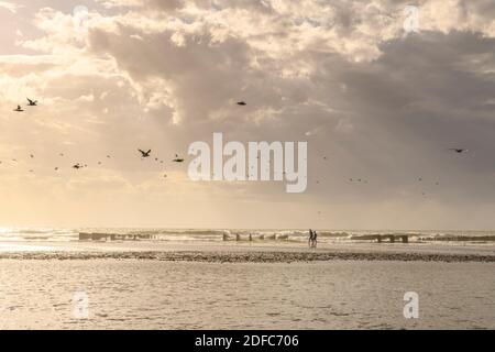 Frankreich, Somme (80), Baie de Somme, Quend-Plage, Spaziergänger am Strand in der Nähe der Bouchot-Ausläufer Stockfoto