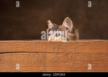 Schöne reinrassige Kätzchen der sibirischen Katze sitzt in Holzkiste isoliert auf farbigem Hintergrund. Konzept von Wohnkomfort, Stimmung, Haustiere Liebe, tierische Gnade. Sieht glücklich, erfreut, verängstigt aus. Copyspace. Stockfoto