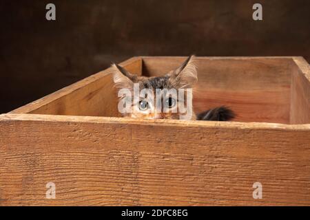 Schöne reinrassige Kätzchen der sibirischen Katze sitzt in Holzkiste isoliert auf farbigem Hintergrund. Konzept von Wohnkomfort, Stimmung, Haustiere Liebe, tierische Gnade. Sieht glücklich, erfreut, verängstigt aus. Copyspace. Stockfoto