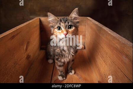 Schöne reinrassige Kätzchen der sibirischen Katze sitzt in Holzkiste isoliert auf farbigem Hintergrund. Konzept von Wohnkomfort, Stimmung, Haustiere Liebe, tierische Gnade. Sieht glücklich, erfreut, verängstigt aus. Copyspace. Stockfoto