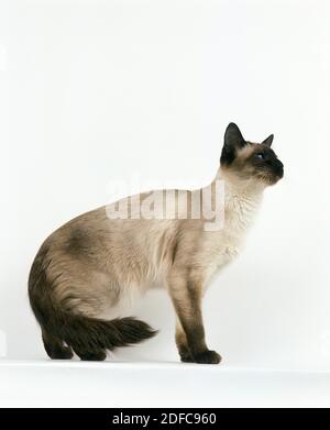 Balinese Domestic Cat, Erwachsener steht gegen White Bakcground Stockfoto