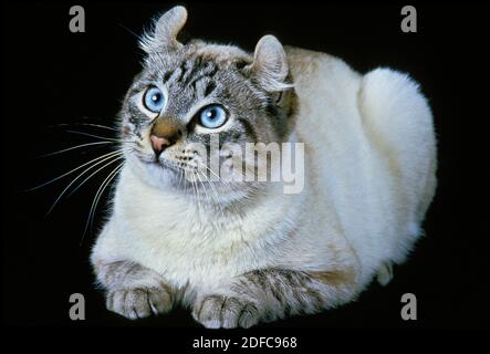 American Curl Hauskatze, Erwachsenen Verlegung vor schwarzen Hintergrund Stockfoto