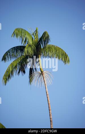 Moriche Plam, Mauritia Flexuosa, Bäume produzieren Herz der Palme, Irinoco Delta in Venezuela Stockfoto